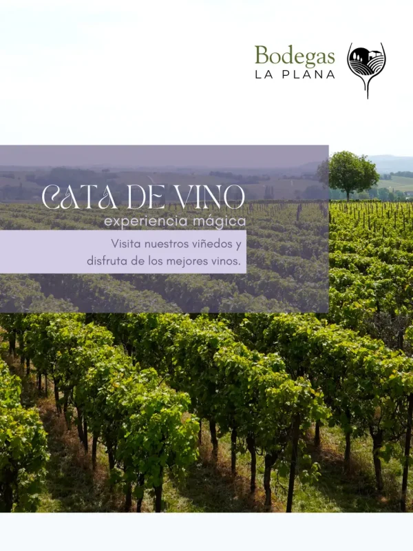 Experiencia Cata de Vino y Visita Bodegas La Plana